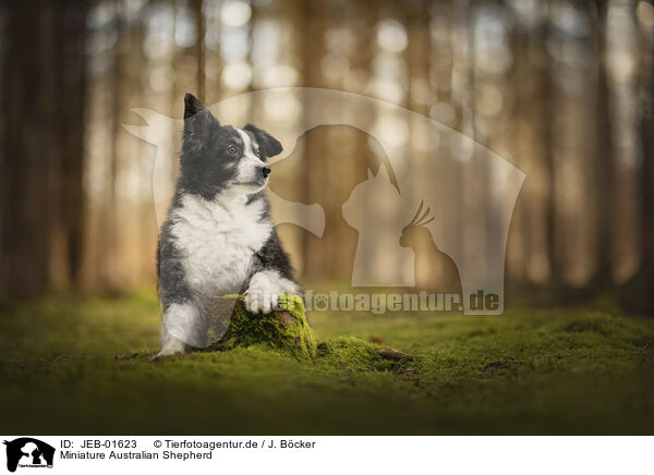 Miniature Australian Shepherd / Miniature Australian Shepherd / JEB-01623
