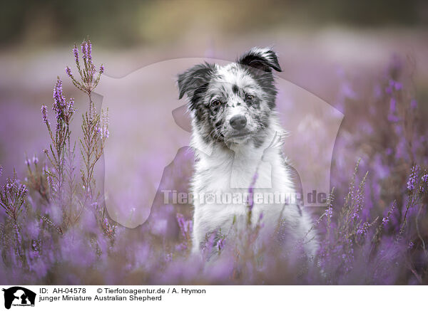 junger Miniature Australian Shepherd / AH-04578