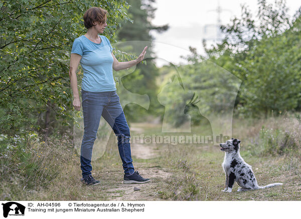 Training mit jungem Miniature Australian Shepherd / training with young Miniature Australian Shepherd / AH-04596