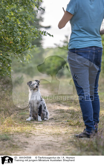 Training mit jungem Miniature Australian Shepherd / training with young Miniature Australian Shepherd / AH-04598