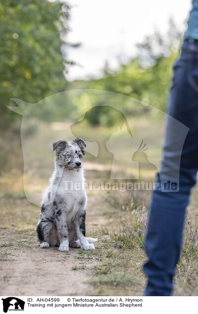 Training mit jungem Miniature Australian Shepherd / AH-04599