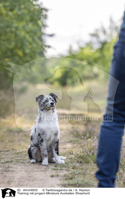 Training mit jungem Miniature Australian Shepherd / training with young Miniature Australian Shepherd / AH-04600