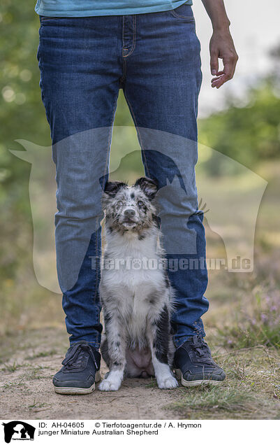 junger Miniature Australian Shepherd / young Miniature Australian Shepherd / AH-04605