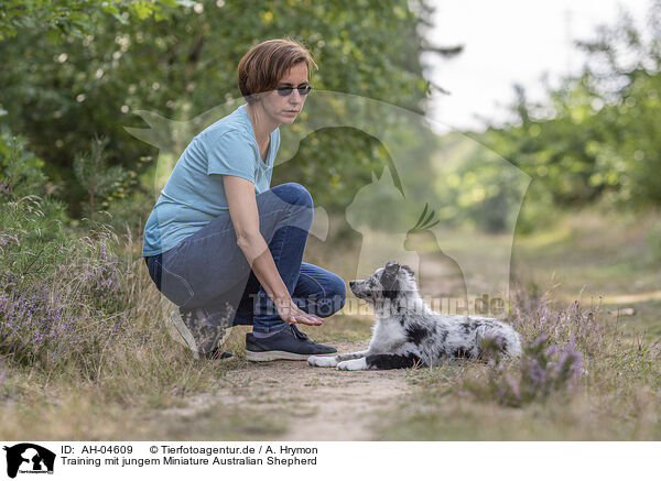 Training mit jungem Miniature Australian Shepherd / training with young Miniature Australian Shepherd / AH-04609