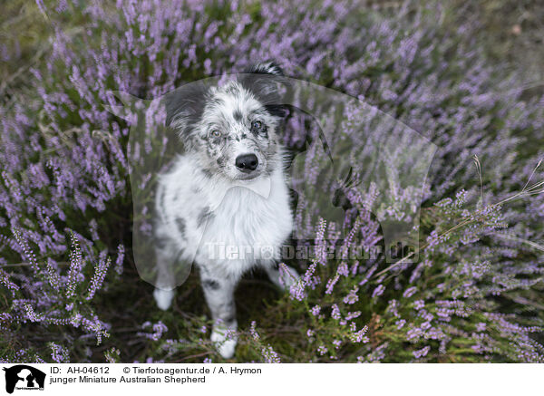 junger Miniature Australian Shepherd / AH-04612