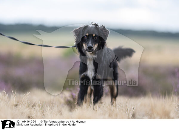 Miniature Australian Shepherd in der Heide / Miniature Australian Shepherd in the heath / AH-04654