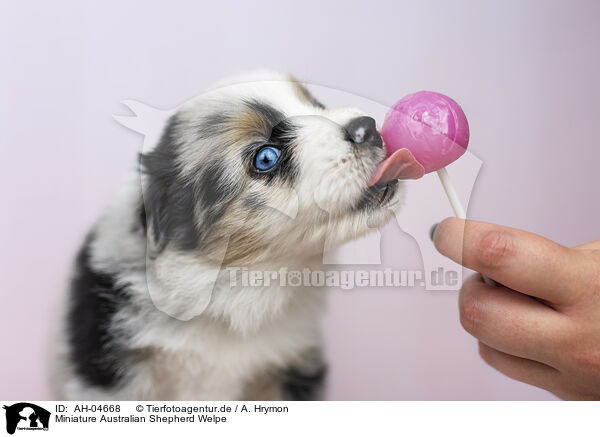 Miniature Australian Shepherd Welpe / AH-04668