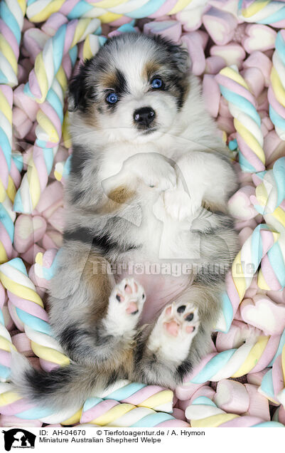 Miniature Australian Shepherd Welpe / AH-04670