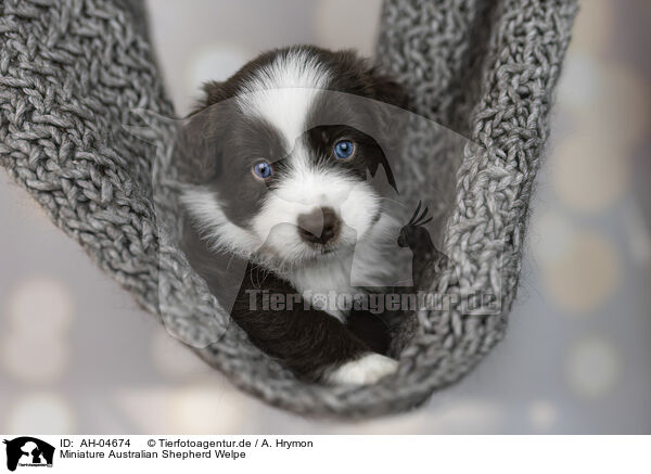 Miniature Australian Shepherd Welpe / AH-04674