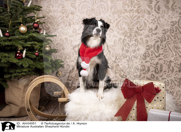 Miniature Australian Shepherd Hndin / female Miniature Australian Shepherd / AH-04951