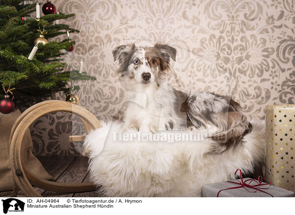 Miniature Australian Shepherd Hndin / female Miniature Australian Shepherd / AH-04964