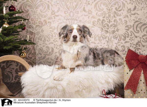 Miniature Australian Shepherd Hndin / female Miniature Australian Shepherd / AH-04974