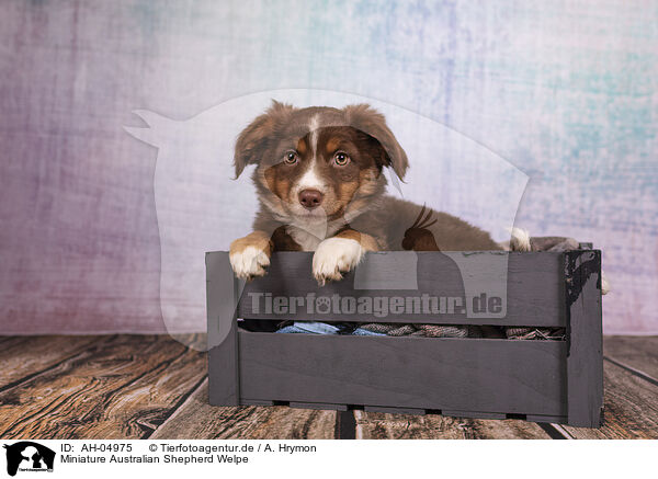 Miniature Australian Shepherd Welpe / Miniature Australian Shepherd Puppy / AH-04975