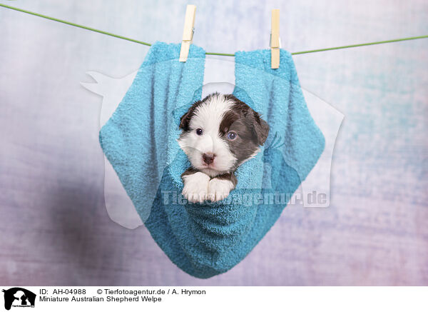 Miniature Australian Shepherd Welpe / AH-04988