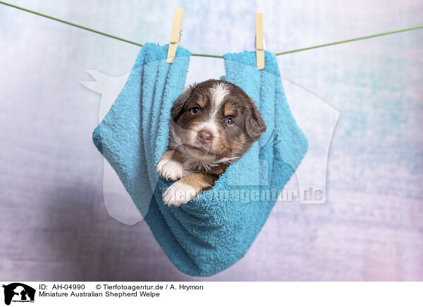 Miniature Australian Shepherd Welpe / AH-04990