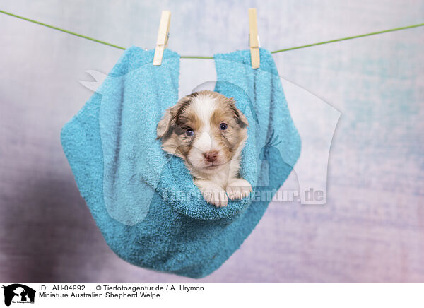 Miniature Australian Shepherd Welpe / Miniature Australian Shepherd Puppy / AH-04992