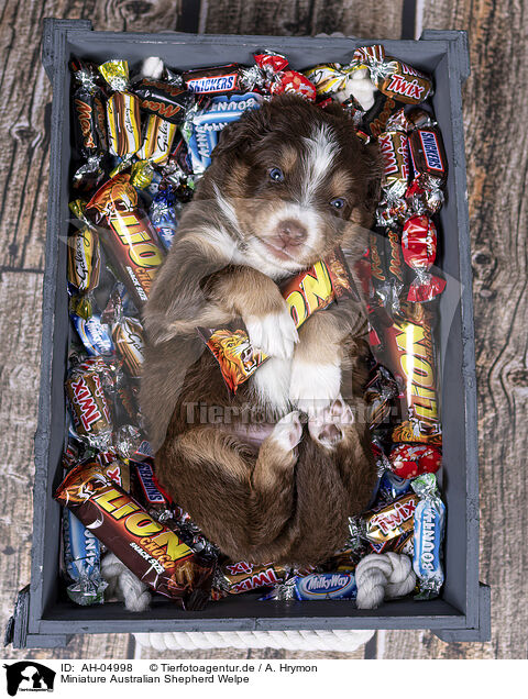 Miniature Australian Shepherd Welpe / Miniature Australian Shepherd Puppy / AH-04998