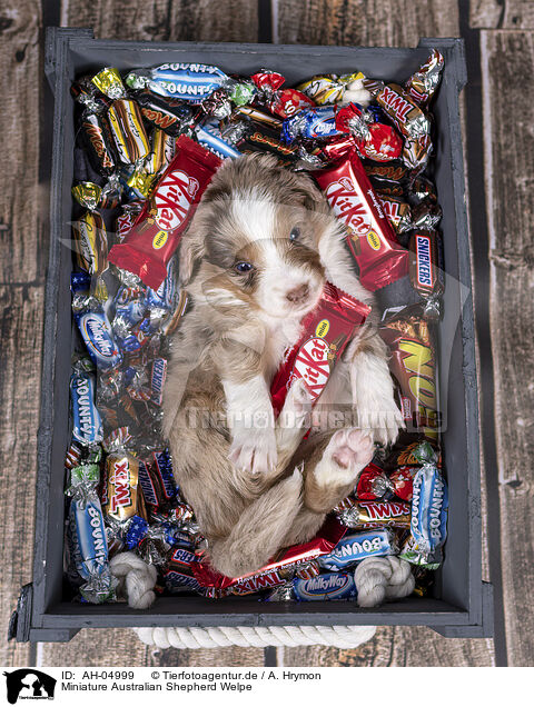 Miniature Australian Shepherd Welpe / Miniature Australian Shepherd Puppy / AH-04999