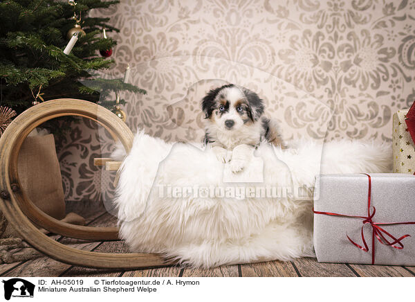 Miniature Australian Shepherd Welpe / Miniature Australian Shepherd Puppy / AH-05019