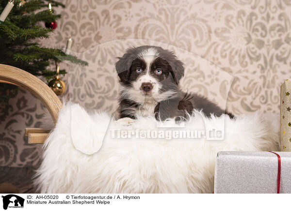 Miniature Australian Shepherd Welpe / Miniature Australian Shepherd Puppy / AH-05020