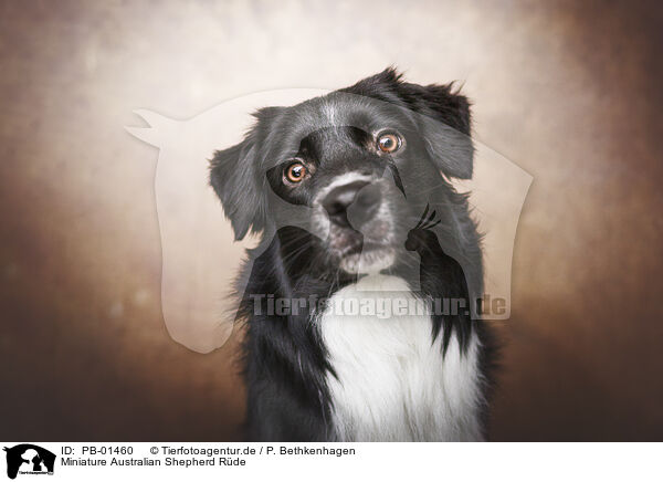 Miniature Australian Shepherd Rde / male Miniature Australian Shepherd / PB-01460