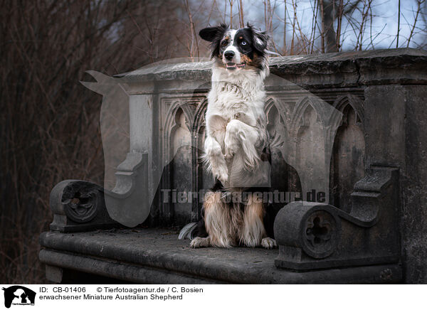 erwachsener Miniature Australian Shepherd / adult Miniature Australian Shepherd / CB-01406