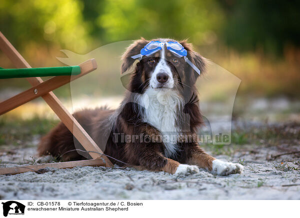 erwachsener Miniature Australian Shepherd / adult Miniature Australian Shepherd / CB-01578