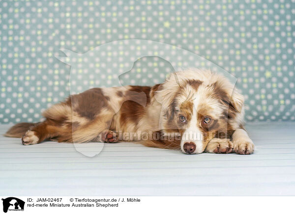 red-merle Miniature Australian Shepherd / red-merle Miniature Australian Shepherd / JAM-02467