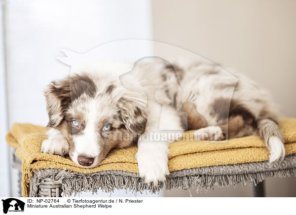 Miniature Australian Shepherd Welpe / Miniature Australian Shepherd Puppy / NP-02764
