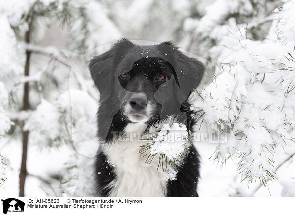 Miniature Australian Shepherd Hndin / female Miniature Australian Shepherd / AH-05623