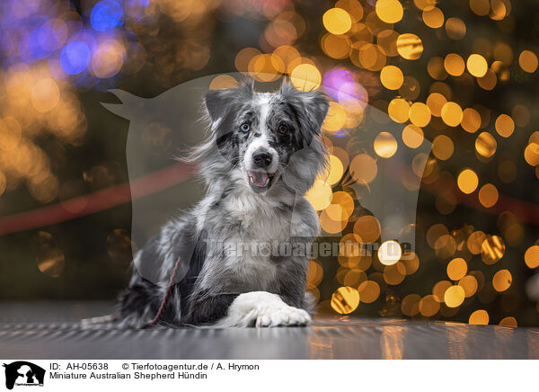Miniature Australian Shepherd Hndin / female Miniature Australian Shepherd / AH-05638