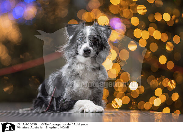 Miniature Australian Shepherd Hndin / AH-05639