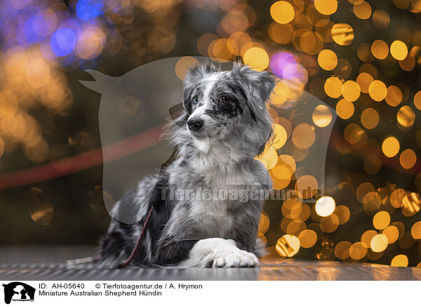 Miniature Australian Shepherd Hndin / AH-05640