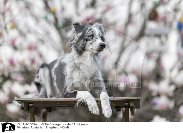 Miniature Australian Shepherd Hndin / female Miniature Australian Shepherd / AH-05654