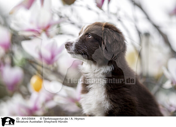 Miniature Australian Shepherd H�ndin / female Miniature Australian Shepherd / AH-05664