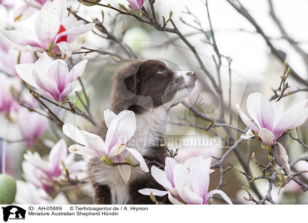 Miniature Australian Shepherd H�ndin / female Miniature Australian Shepherd / AH-05669