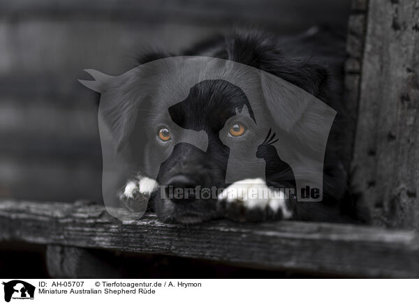 Miniature Australian Shepherd Rde / male Miniature Australian Shepherd / AH-05707