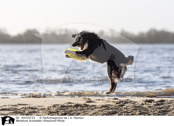 Miniature Australian Shepherd Rde / AH-05723