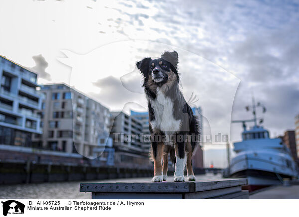 Miniature Australian Shepherd Rde / AH-05725