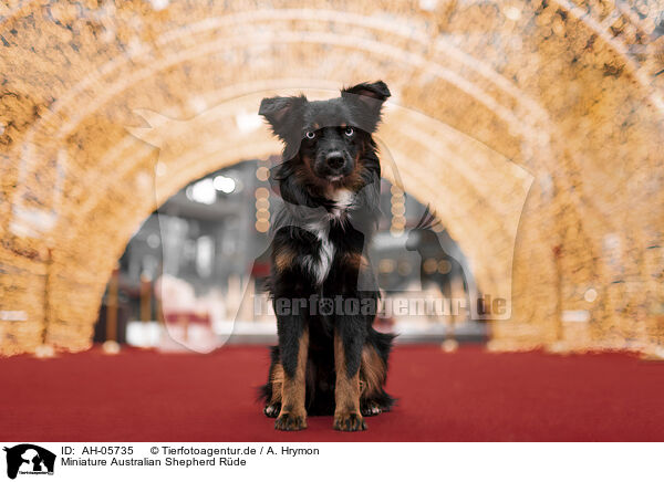 Miniature Australian Shepherd Rde / male Miniature Australian Shepherd / AH-05735