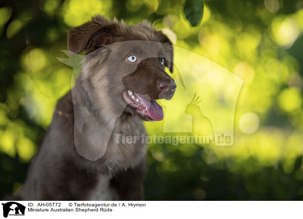 Miniature Australian Shepherd Rde / AH-05772