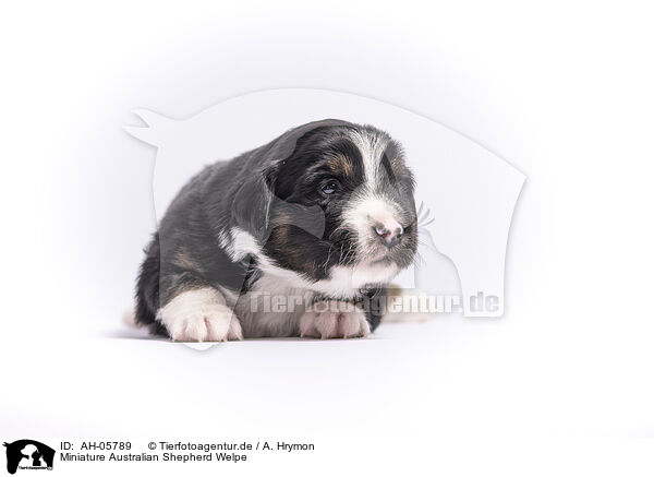 Miniature Australian Shepherd Welpe / AH-05789