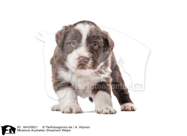 Miniature Australian Shepherd Welpe / Miniature Australian Shepherd Puppy / AH-05821