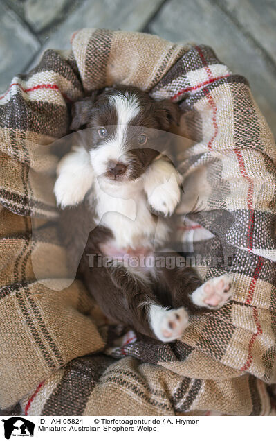 Miniature Australian Shepherd Welpe / AH-05824