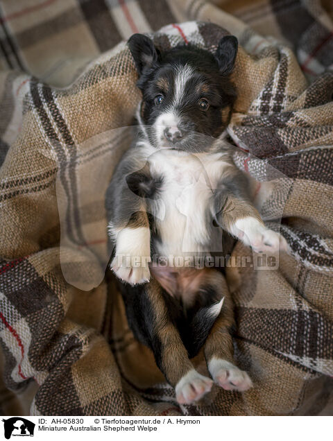 Miniature Australian Shepherd Welpe / AH-05830