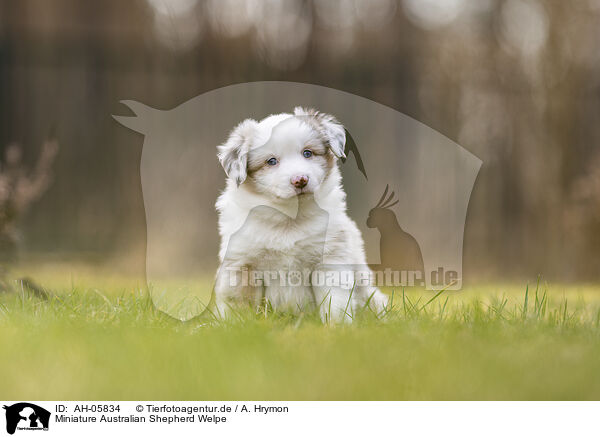 Miniature Australian Shepherd Welpe / AH-05834