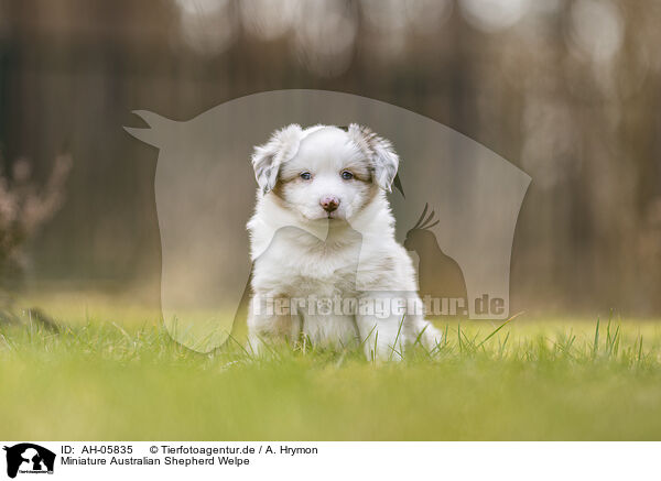 Miniature Australian Shepherd Welpe / AH-05835