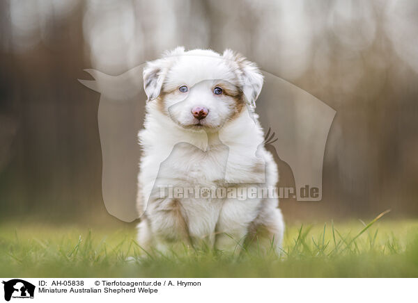 Miniature Australian Shepherd Welpe / AH-05838