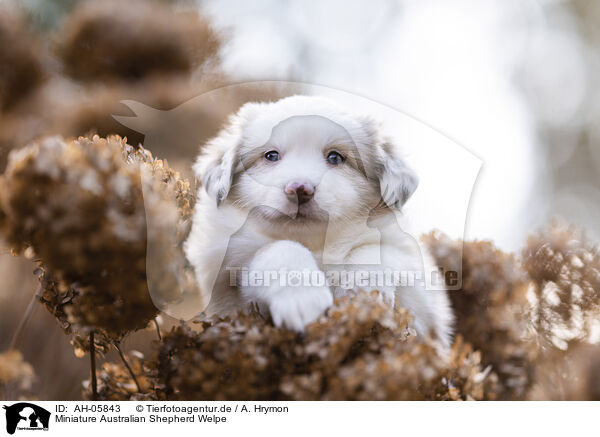 Miniature Australian Shepherd Welpe / AH-05843