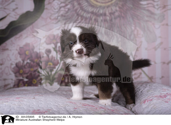 Miniature Australian Shepherd Welpe / AH-05895
